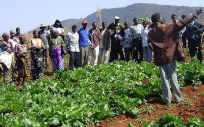 Farmers take up small grains cultivation