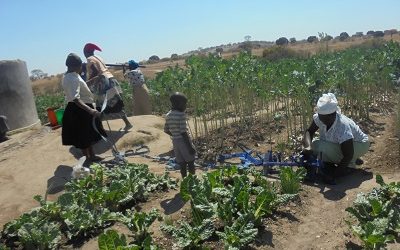 Smallholder farmers increase resilience to climate change
