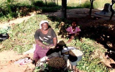 Garden farming improves family health