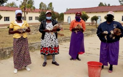 Building resilience through livestock intervention