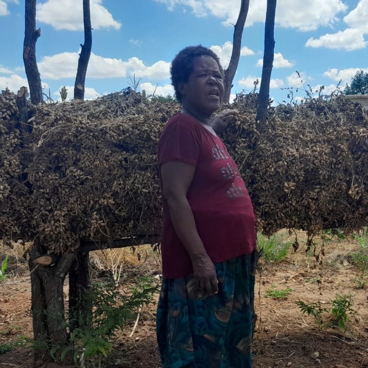 Reaping the Rewards: Chivi District’s Smallholder Farmers Benefit from Conservation Farming